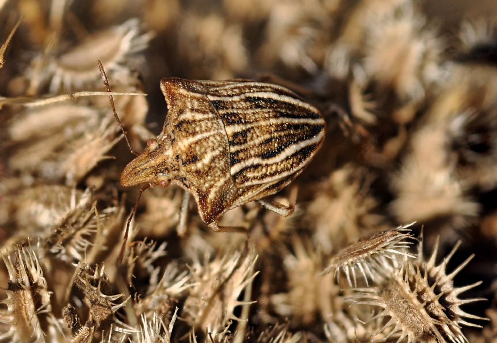 Pentatomidae: Ancyrosoma leucogrammes - ninfa e adulto
